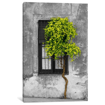 Tree in Front of Window Green Pop Color Pop by Panoramic Images