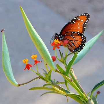 Create a Butterfly & Hummingbird in Containers