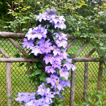 Clematis