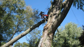 Storm Damage Tree Removal | Dangerous Tree Removal