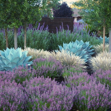 Color in Marin