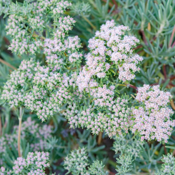 Santa Cruz Island Buckwheat