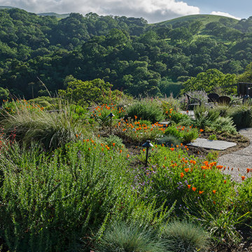 California Native Splendor