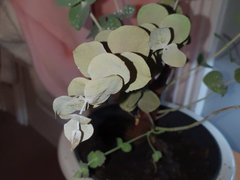 gold plant stand Gold Planter With Detachable Metal Stand