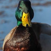 Adam Macaluso's photo