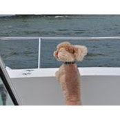 Bruce Lamb's photo