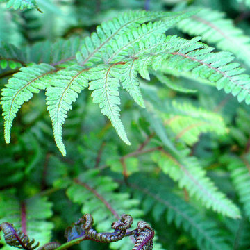 Japanese Painted Fern