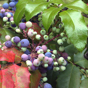 Mahonia Aquifolium
