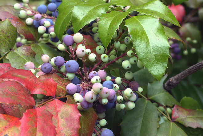 Giardino Mahonia Aquifolium