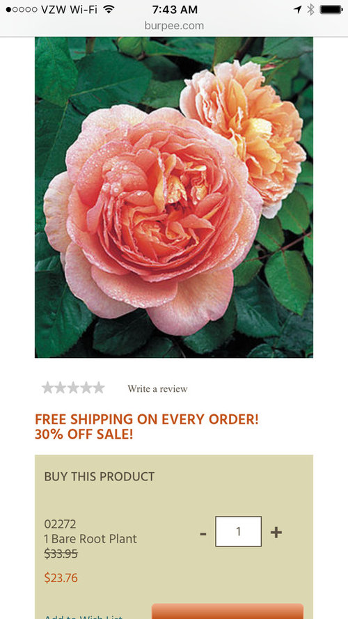 Burpee Sale Roses, Perennials, etc...