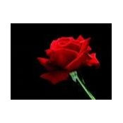 Deana Jorgensen's photo
