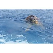 Mike Schutte's photo