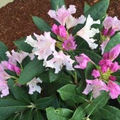 Debbie McGuire's photo