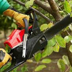 Arbor All Tree Care