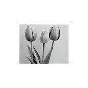 Nancy Mitchell's photo