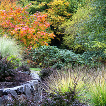 Fall foliage