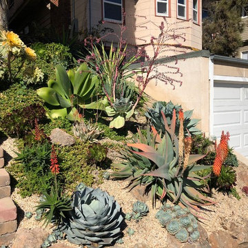 Oakland Succulent Slope Garden