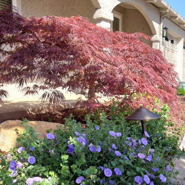 DESIGN TO COMPLIMENT MAPLE TREES