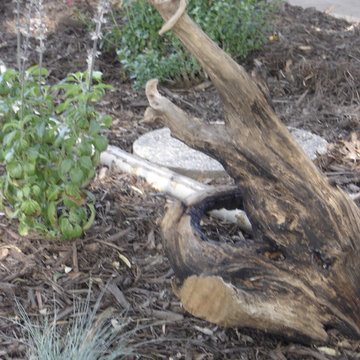 Melody House Xeriscape