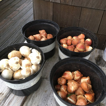 Bulb planting day