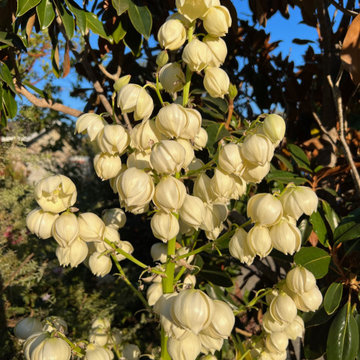 Los Altos seasonal update