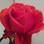Cinnamon Girodengo's photo