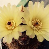 Cheryl Davis's photo
