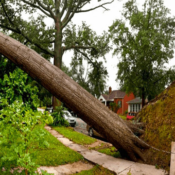 Tree Removal Virginia Beach