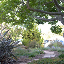 drought tolerant