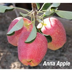 Organic Fuji Apples, San Diego Grown Fuji Apples