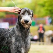 Photo de Алла Васильева