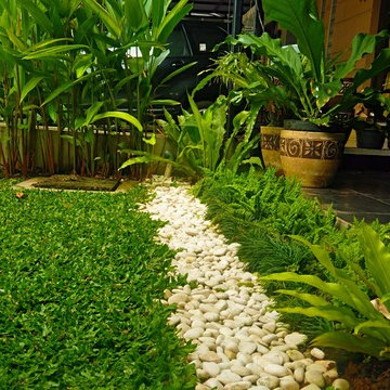Mini Tropical Frontyard - Deep Lush Tropical Garden