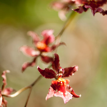 Oncidium Sharry Baby 'Sweet Fragrance'