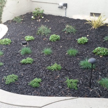 Drought Tolerant