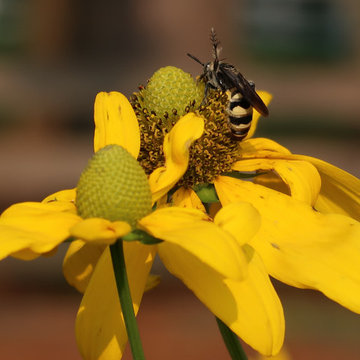 Virginia Pollinator Garden