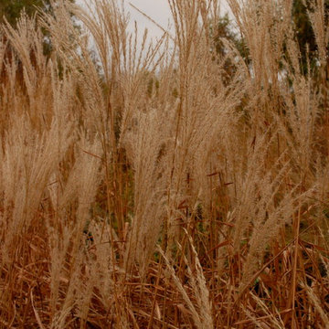 Ornamental Grasses