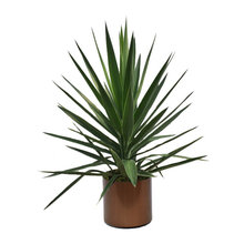 plants