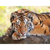 Valerie Madar's photo