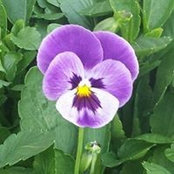 Alison Landis's photo