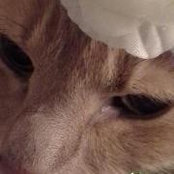 Jeannine Avaltroni Seery's photo