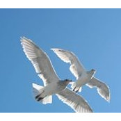 Martha Marino's photo