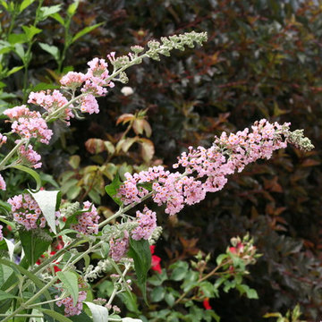 InSpired™ Pink Butterfly Bush