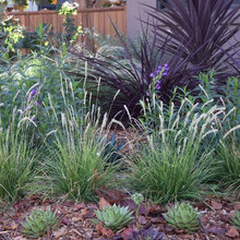 Front Yard #2
