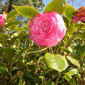 CAMELIAS