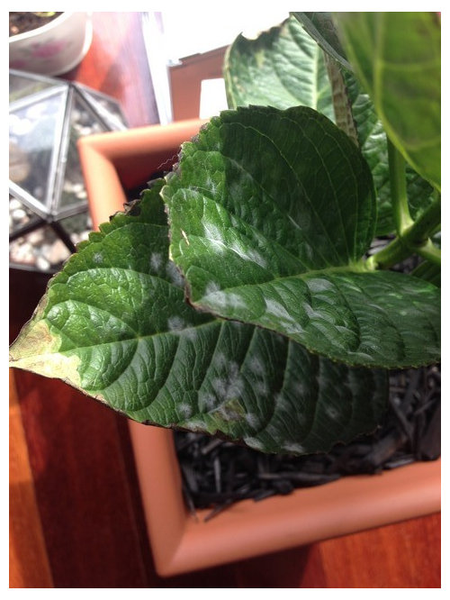 how to treat hydrangea Powdery Mildew?