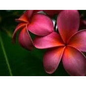 Michelle Carlucci's photo