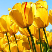 Cynthia Blankis's photo