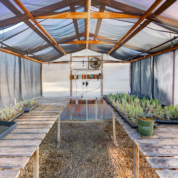 Olive, Rosemarey and Pixie Tangerine Ranch