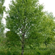 Trees