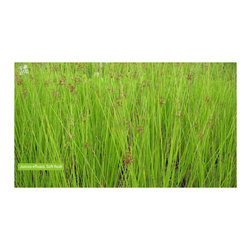 Native Plants - Products